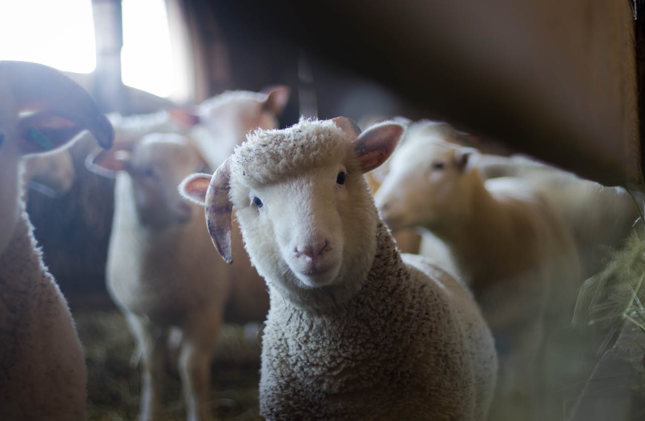 home-hero Close-up of a curious sheep in a rustic barn, showcasing livestock charm.